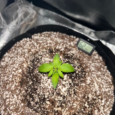 Zkittlez Auto #4 growlog photo: Week 2 Day 3