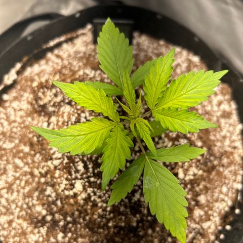 Zkittlez Auto #4 growlog timeline photo