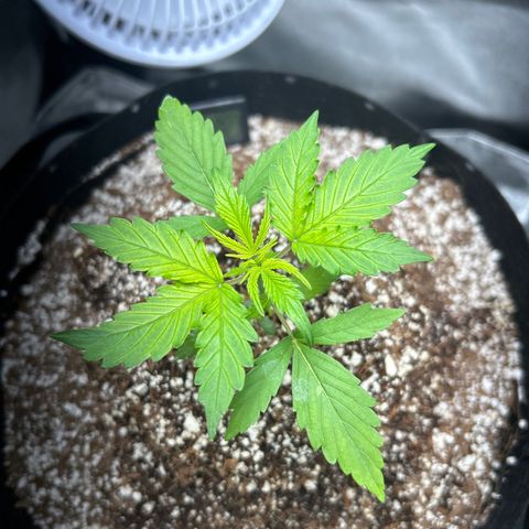 Zkittlez Auto #4 growlog photo: Week 2 Day 7