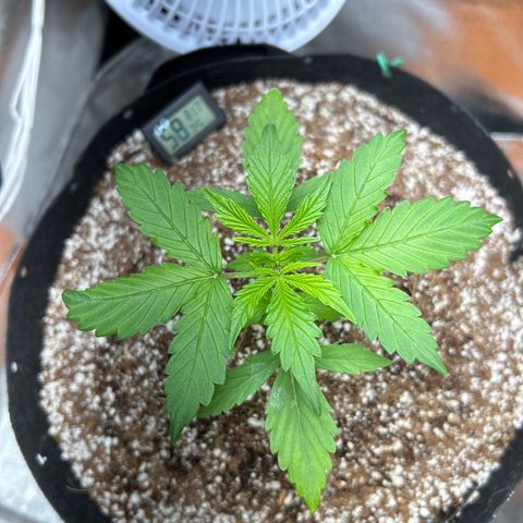 Zkittlez Auto #4 growlog photo: Week 3 Day 1