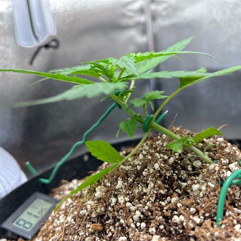 Zkittlez Auto #4 growlog photo: LST begins