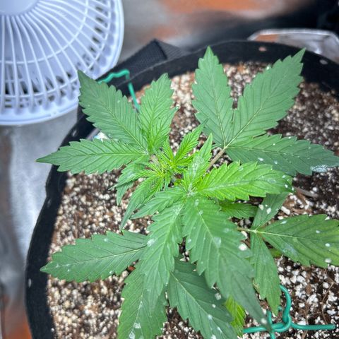 Zkittlez Auto #4 growlog timeline photo