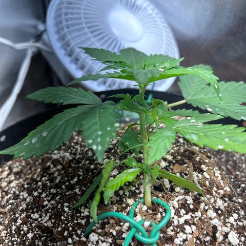 Zkittlez Auto #4 growlog timeline photo