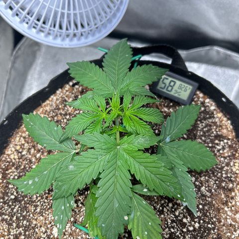 Zkittlez Auto #4 growlog timeline photo