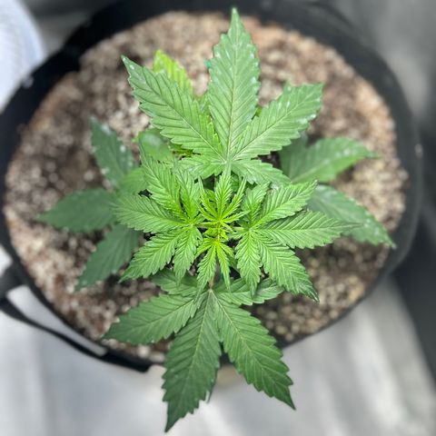 Zkittlez Auto #4 growlog timeline photo