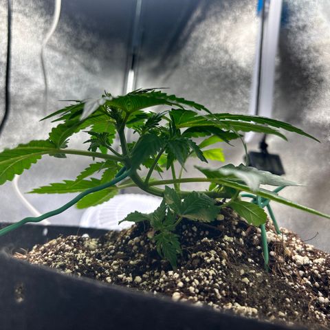 Zkittlez Auto #4 growlog timeline photo