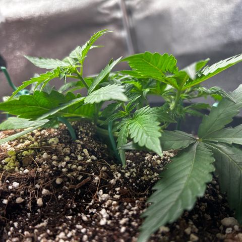 Zkittlez Auto #4 growlog timeline photo