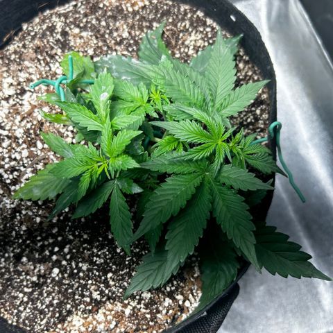 Zkittlez Auto #4 growlog timeline photo