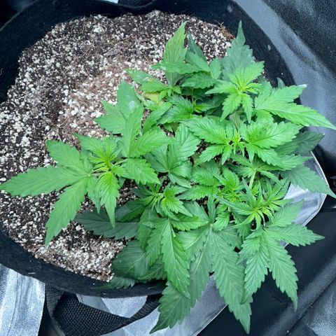 Zkittlez Auto #4 growlog timeline photo
