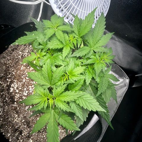 Zkittlez Auto #4 growlog timeline photo
