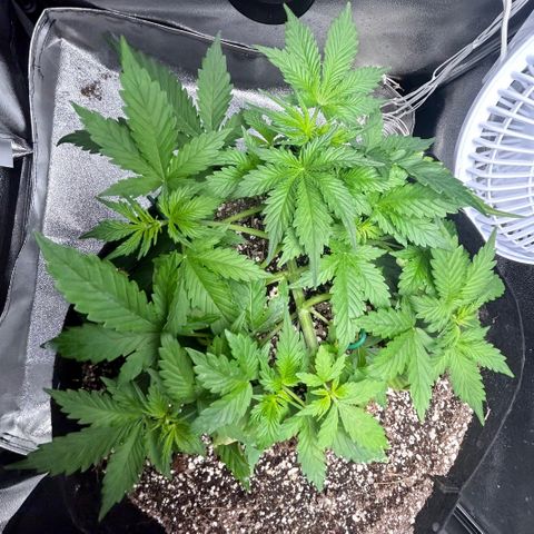 Zkittlez Auto #4 growlog timeline photo