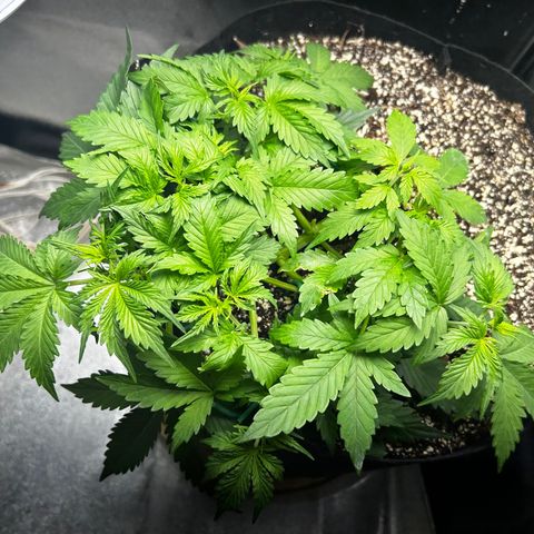 Zkittlez Auto #4 growlog timeline photo
