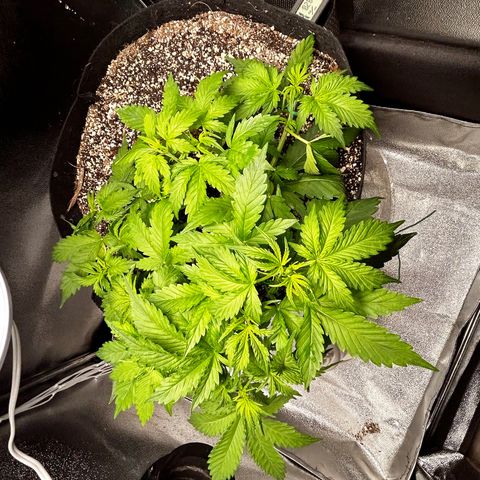 Zkittlez Auto #4 growlog timeline photo
