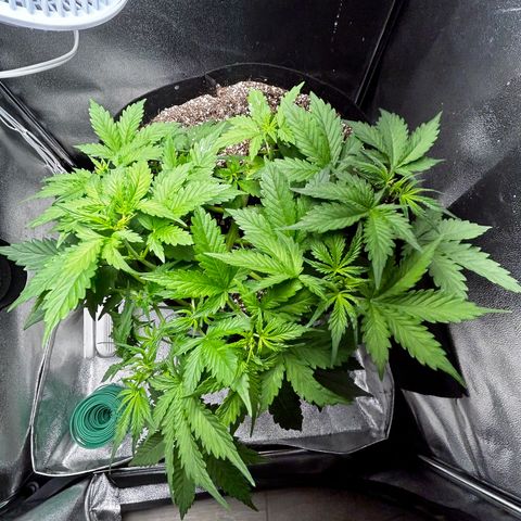 Zkittlez Auto #4 growlog timeline photo
