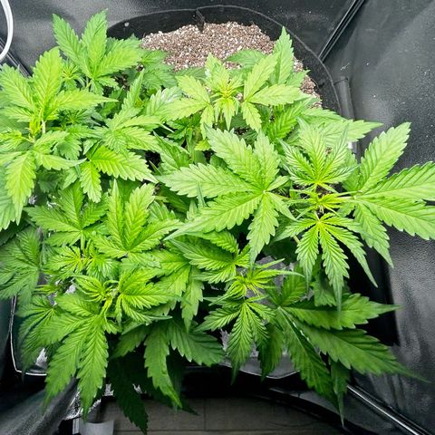 Zkittlez Auto #4 growlog timeline photo