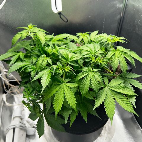Zkittlez Auto #4 growlog timeline photo