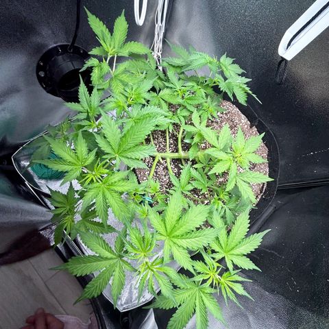Zkittlez Auto #4 growlog timeline photo