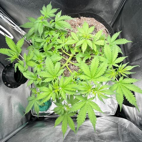 Zkittlez Auto #4 growlog timeline photo