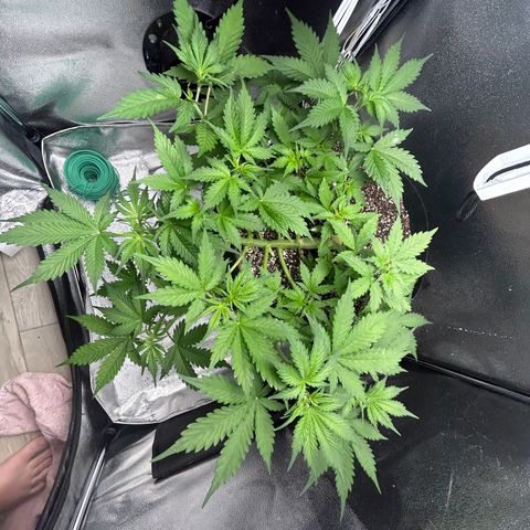 Zkittlez Auto #4 growlog timeline photo