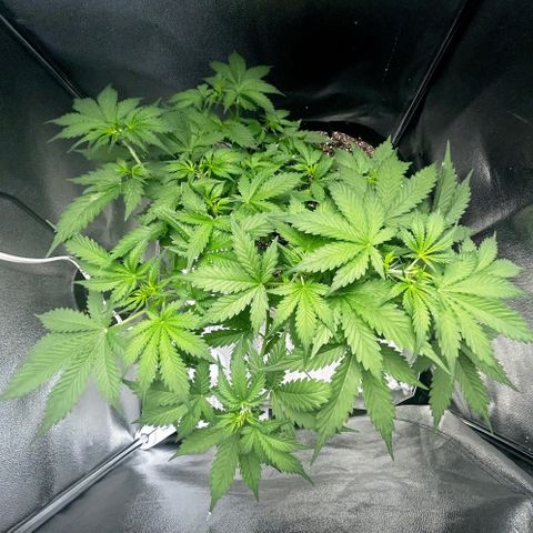 Zkittlez Auto #4 growlog timeline photo