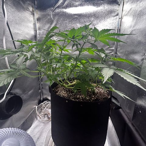 Zkittlez Auto #4 growlog timeline photo