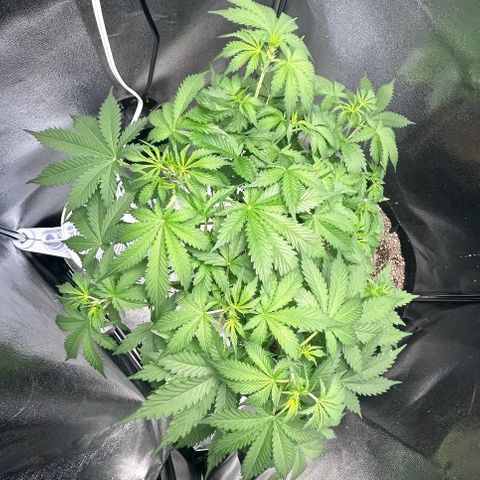 Zkittlez Auto #4 growlog timeline photo
