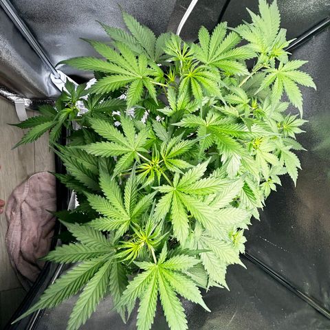 Zkittlez Auto #4 growlog timeline photo