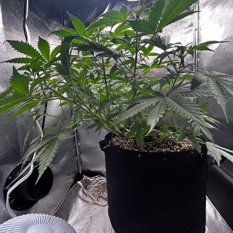 Zkittlez Auto #4 growlog timeline photo