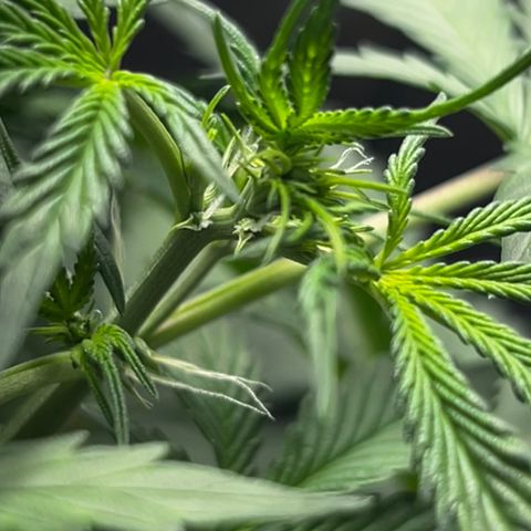 Zkittlez Auto #4 growlog timeline photo