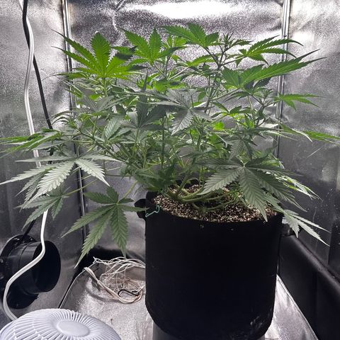 Zkittlez Auto #4 growlog timeline photo