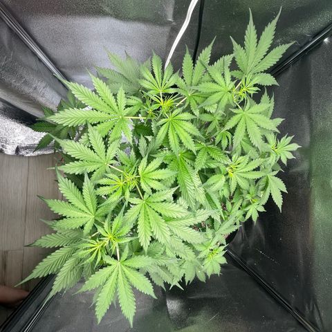 Zkittlez Auto #4 growlog timeline photo