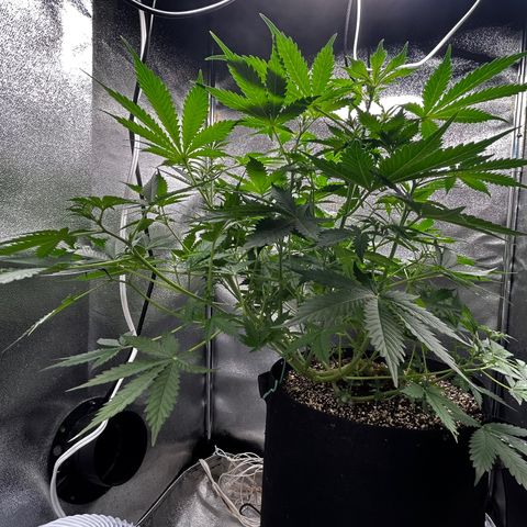 Zkittlez Auto #4 growlog timeline photo