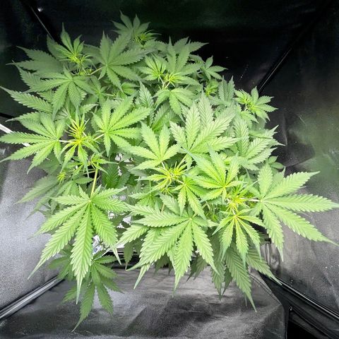 Zkittlez Auto #4 growlog timeline photo