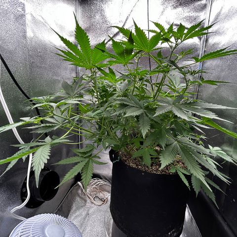 Zkittlez Auto #4 growlog timeline photo