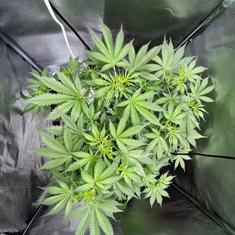 Zkittlez Auto #4 growlog timeline photo
