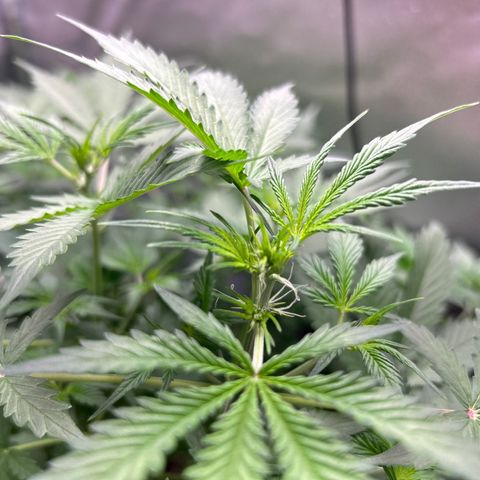 Zkittlez Auto #4 growlog timeline photo