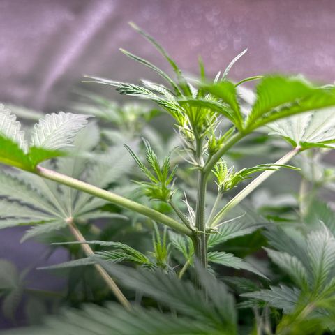 Zkittlez Auto #4 growlog timeline photo