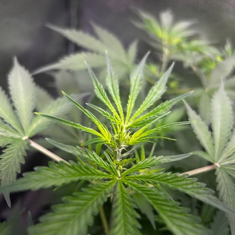 Zkittlez Auto #4 growlog timeline photo