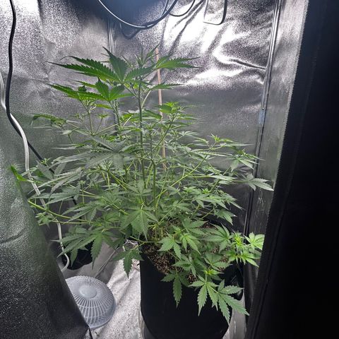 Zkittlez Auto #4 growlog timeline photo