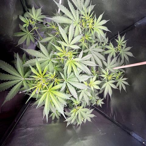 Zkittlez Auto #4 growlog timeline photo