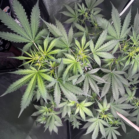 Zkittlez Auto #4 growlog timeline photo