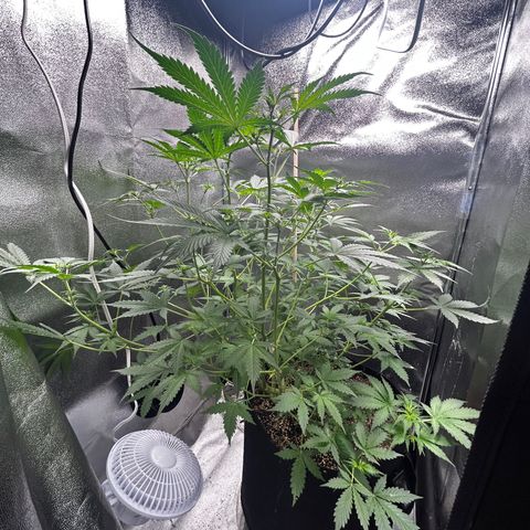 Zkittlez Auto #4 growlog timeline photo
