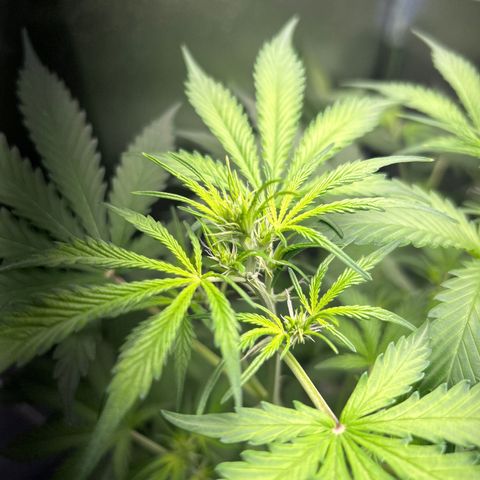 Zkittlez Auto #4 growlog timeline photo