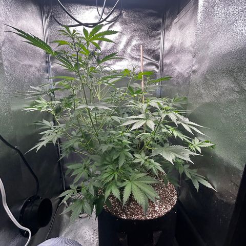 Zkittlez Auto #4 growlog timeline photo