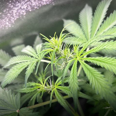 Zkittlez Auto #4 growlog timeline photo