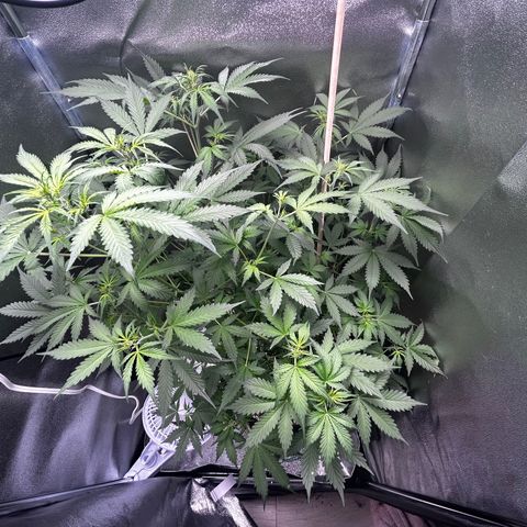 Zkittlez Auto #4 growlog timeline photo