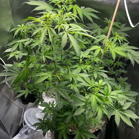 Zkittlez Auto #4 growlog timeline photo