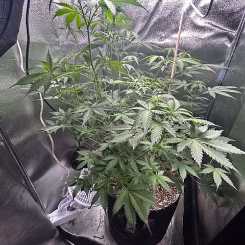 Zkittlez Auto #4 growlog timeline photo