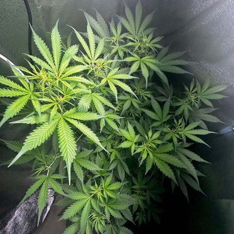 Zkittlez Auto #4 growlog timeline photo