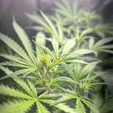 Zkittlez Auto #4 growlog timeline photo